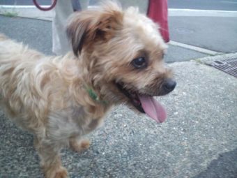 今日のお客さま!